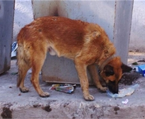 Бродячие собаки терроризируют Ялту. Фото из архива "КП"