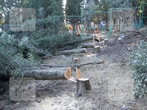 Крымчанин незаконно вырубил около 50 кипарисов. Фото КП