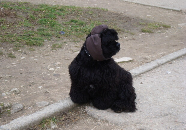 Севастопольцы больше любят собак, как выяснилось. Фото автора