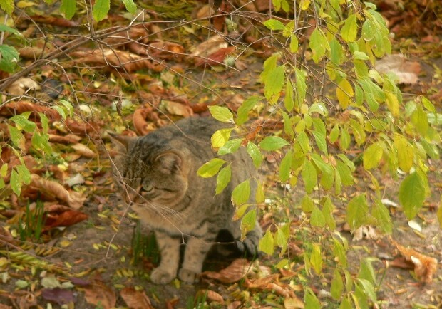 Героический севастопольский котэ. Фото МЧС