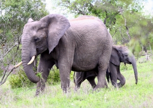 В Гагаринский парк хотят завезти слонов. Фото sxc.hu