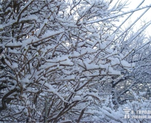 Симферополь засыпает снегом. Фото: sxc.hu