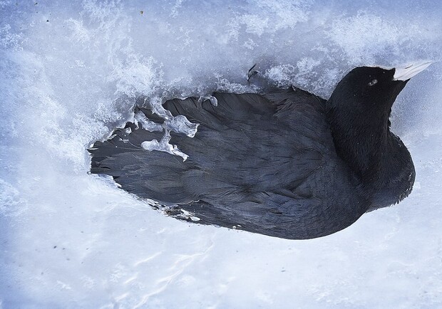 Новость - События - Фотофакт: в Крыму насмерть замерзают птицы