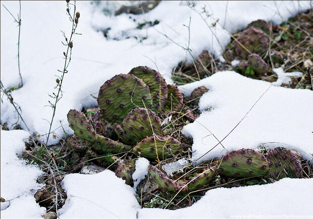 Новость - События - Чудеса зимы по-крымски: кактусы в снегу