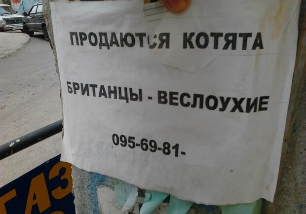 Новость - Досуг и еда - Фотофакт: в Симферополе продают котят с ушами-веслами?