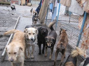 В день в Евпатории собаки кусают по три человека. Фото mair.in.ua.