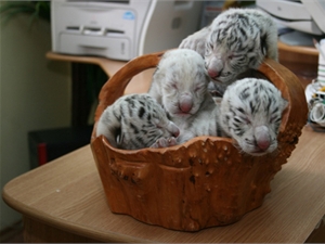 Великолепная четверка белых бенгальских тигров родилась в ялтинском зоопарке «Сказка» 6 ма. Фото предоставлено пресс-службой зоопарка «Сказка».