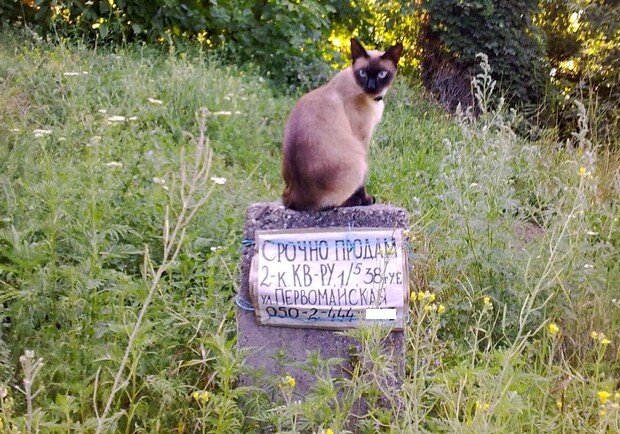 Новость - Досуг и еда - Фотофакт: в Крыму кот продает жилье