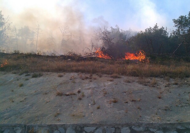 В Севастополе загорелся лес. Фото: infosevas.ru