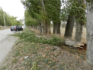 Дерево, упавшее в селе Белоглинка, оттащили на обочину. Фото: crimea.kp.ua