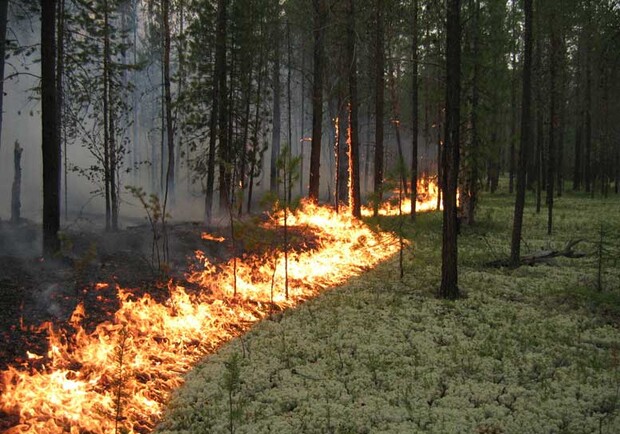Сухая трава и листва загорается даже от одной искры. Фото: 1562.kharkov.ua