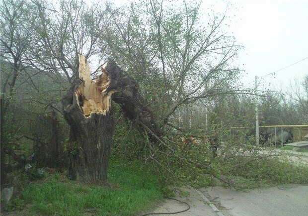 Сильный ветер может сломать деревья. Фото: forum.sevastopol.info