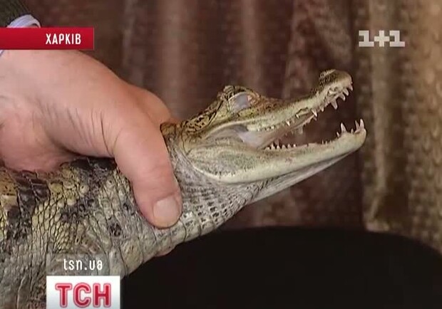 У крокодила появился шанс на нормальную жизнь.
