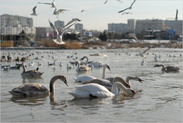Птицы каждую зиму прилетают в Севастополь. 