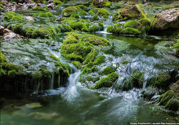 Река среди лесной зелени. Фото: Сергей Анашкевич
