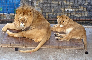 На ЮБК. Пока ялтинские львы пребывают в полном спокойствии. Фото: М. Львовски