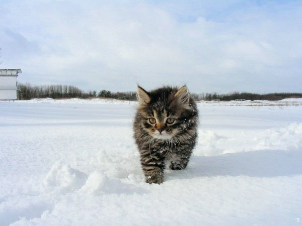 В Крыму выпал снег. Фото: neskuka.blogspot.com