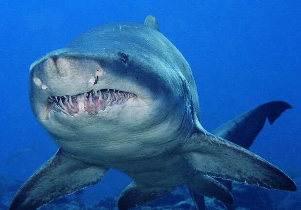 Тигровая акула. Фото: stomaster.livejournal.com