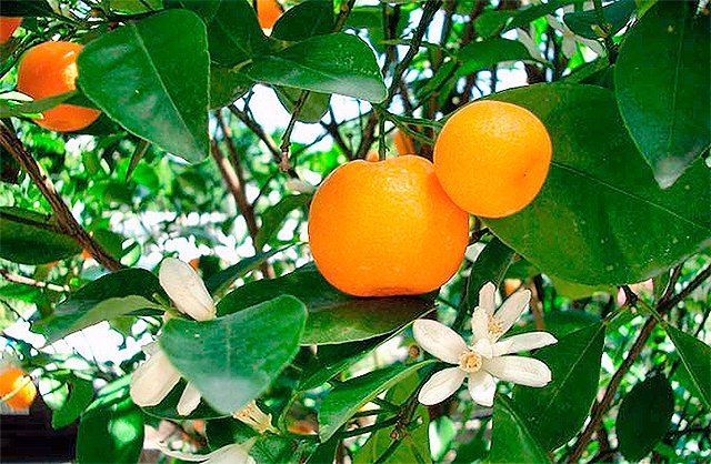 В Крыму будут расти мандарины. Фото: floralife.com.ua