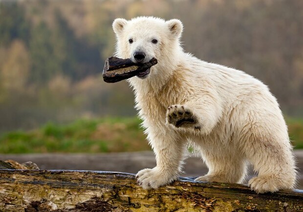 Медведи прижились в Крыму. Фото: goodnewsanimal.ru