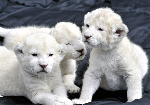 В Крыму родились белые львята. Фото: euromag.ru 