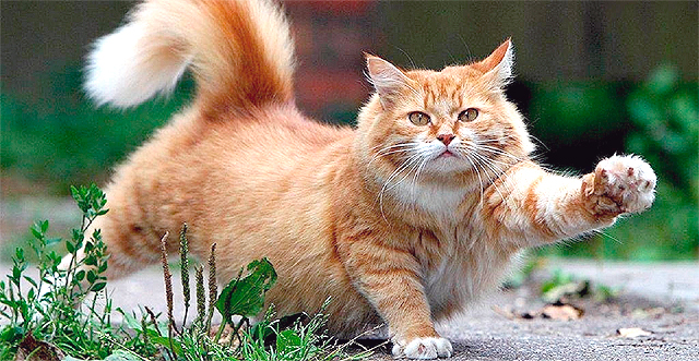 Погладь кота. Фото cat-story.ru.