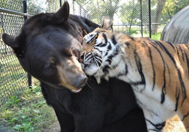 Новость - Досуг и еда - В Севастополе сегодня обсудили строительство парка тигров и медведей в Инкермане