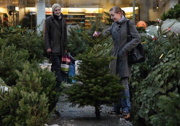 Новость - События - В Севастополе будут штрафовать покупателей елок без клейма