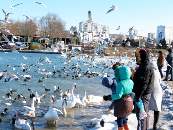 Новость - Досуг и еда - Севастопольцы спасают замерзающих птиц ФОТОРЕПОРТАЖ