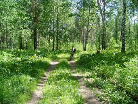 Скоро по крымским лесам снова можно будет гулять. Фото с сайта boyandin.ru