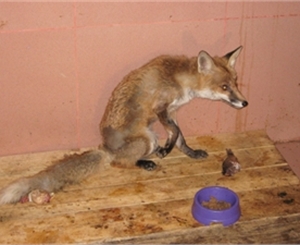 Перелом лапы у несчастной лисицы благополучно заживает.
 Фото из архива «КП»