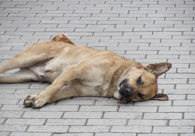 Мертвые собаки лежат на улицах севастополя, их никто не убирает.
Фото с сайта fastpic.ru
