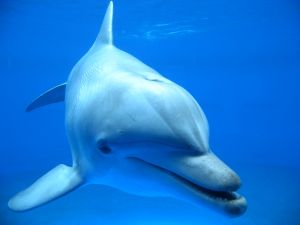 В Евпатории в 2012 году появится новый дельфинарий.
Фото с сайта sxc.hu