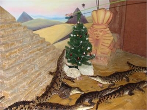 Возможно, к Новому году крокодильчики справят новоселье. Фото из архива "КП"
