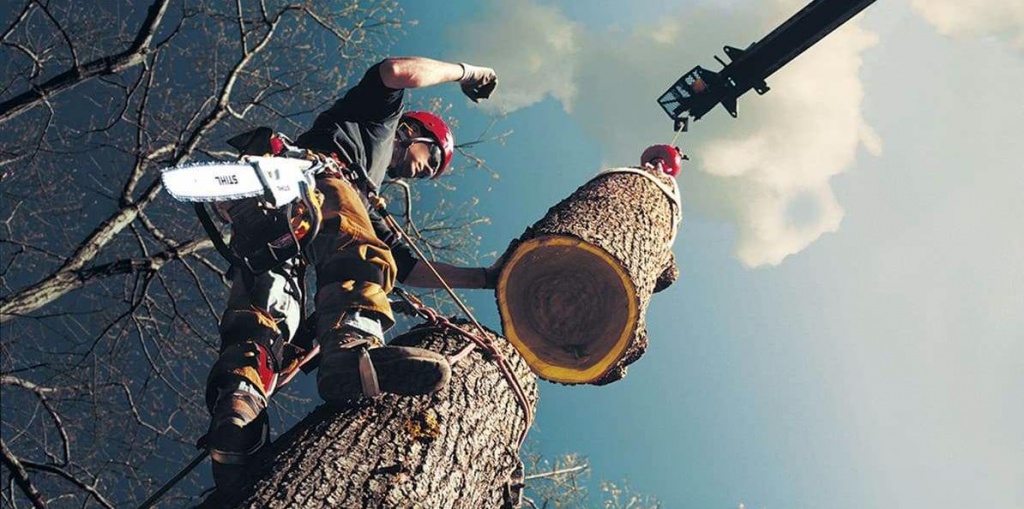 В Симферополе за 4 месяца разрешили снести более 750 деревьев