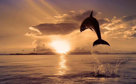 Почему и где в Крыму чаще всего гибнут дельфины