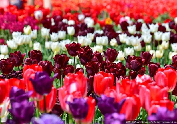 "Парад тюльпанов" в Никитском Ботаническом саду проводят виртуально 