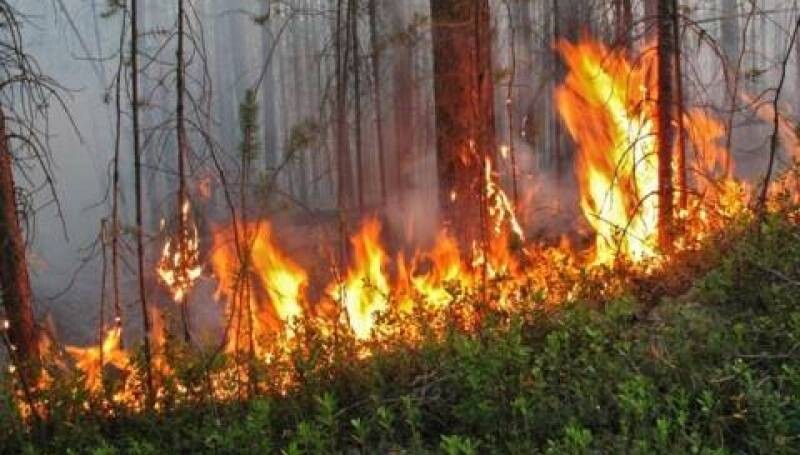 Под Симферополем из-за неосторожного обращения с огнем загорелся лес 