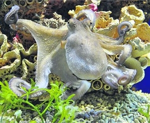 Алуштинский осьминог-оракул Павлик облажался с предсказанием. 
Фото с сайта segodnya.ua