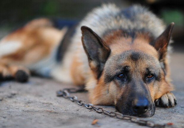 В Мелитополе зверски убили бездомную собаку. Фото: luxfon.com