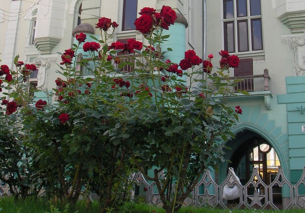Невысаженные розы и сосны ждут крымских чиновников после Пасхи.
Фото Инны Форт