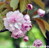 В крымской столице цветет сакура.
Фото с сайта novoross.info