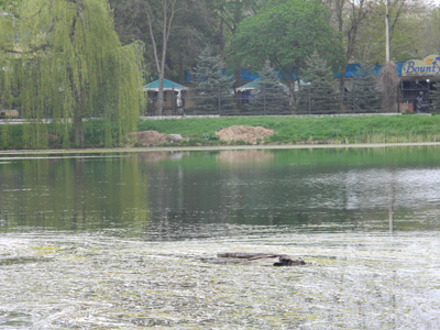 Главный парк крымской столицы находится не в самом лучшем состоянии.