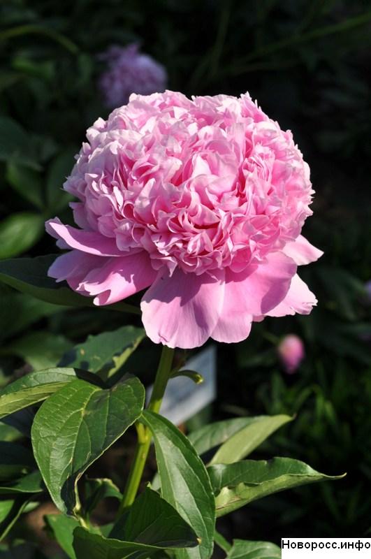 Новость - События - Фотофакт: в Воронцовском парке Симферополя цветут роскошные пионы