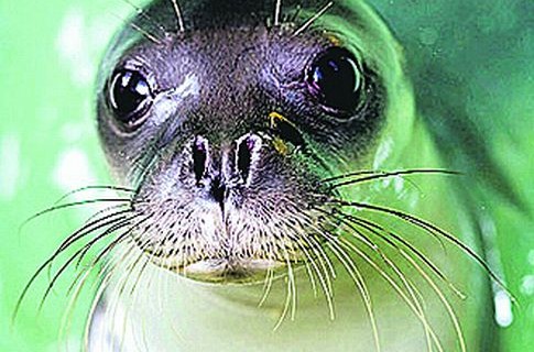 Дайверы утверждают, что у мыса Опук видели редчайшего тюленя-монаха.
Фото segodnya.ua 