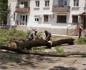 В Симферополе продолжают вырубать деревья. Фото sobytiya.com.ua