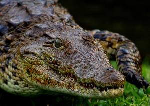 В Ялте будут разводить крокодилов. Фото с сайта sxc.hu