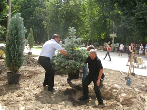 Столичные депутаты взмокли, высаживая деревья. Фото "КП"