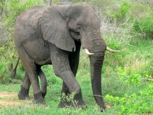В зоопарке Симферополя появится слон. Фото sxc.hu