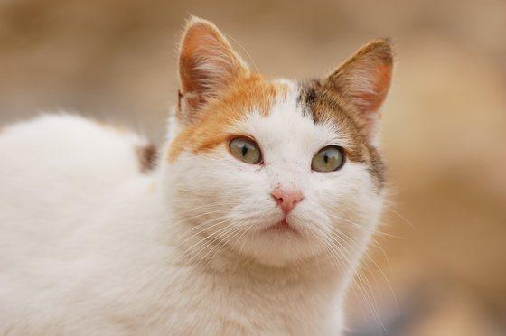 Самые красивые коты Севастополя.